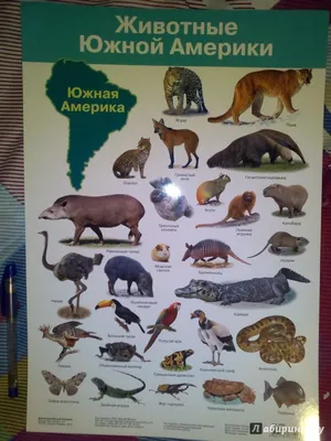 Обучающая книга «Животные Южной Америки», 20 стр. по оптовой цене в Астане