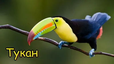 Плакат Дрофа-Медиа Животные Южной Америки 2882 - купить подготовки к школе  в интернет-магазинах, цены на Мегамаркет |