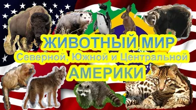 Решения | стр. 29. Узнаем о растениях и животных Южной Америки, стр. 29 —  География, 7 класс | Супер Решеба