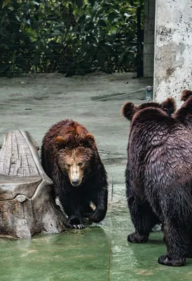 Медведи: фотогалерея великих хищников