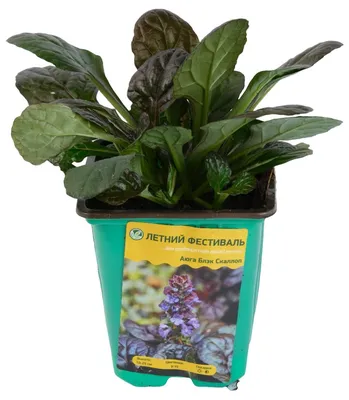 Ajuga reptans 'Burgundy Glow', Живучка ползучая 'Бургунди  Глоу'|landshaft.info