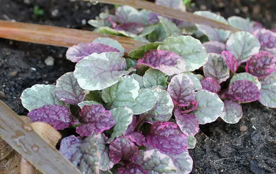 Живучка ползучая или Аюга ползучая - Ajuga reptans - фото - выращивание и  уход, посадка, размножение, болезни и вредители, описание - 🌷 Мои цветы