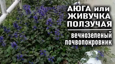 Живучка (Аюга): посадка и уход в открытом грунте, виды и сорта с фото и  названиями