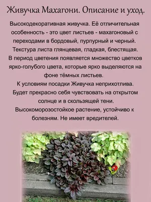 Живучка ползучая или Аюга ползучая - Ajuga reptans - фото - выращивание и  уход, посадка, размножение, болезни и вредители, описание - 🌷 Мои цветы