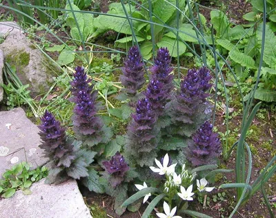 Ajuga pyramidalis 'Metallica Crispa', Живучка пирамидальная 'Металлика  Криспа'|landshaft.info