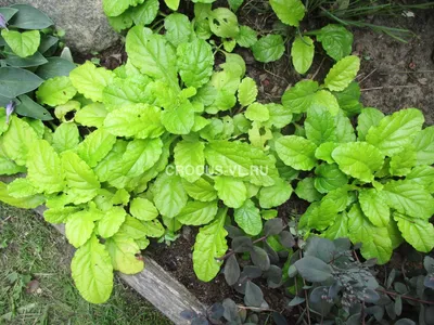 Вертикордия — Аюга или живучка ползучая \"Black Scallop\" (Ajuga reptans)