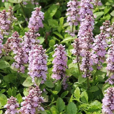 Живучка ползучая (Ajuga reptans `Atropurpurea`) - Живучка ползучая