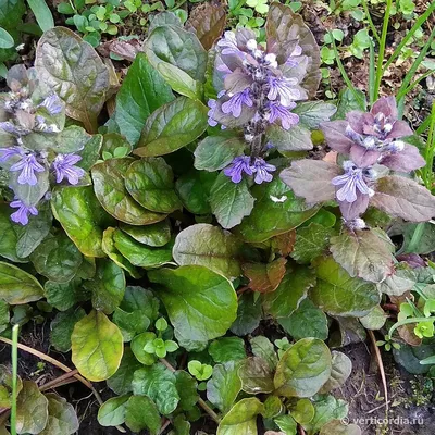 Живучка ползучая (Ajuga reptans `Burgundy Glow`) - Живучка ползучая