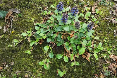 Живучка ползучая Блюберри Маффин (Blueberry Muffin) — Рассада цветов и  овощей.