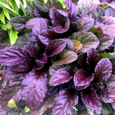 Живучка ползучая (Ajuga reptans `Variegata`) - Живучка ползучая