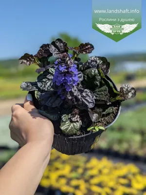 Живучка ползучая (Ajuga reptans 'Burgundy Glow') - купить саженцы в Минске  и Беларуси