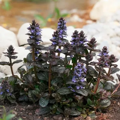 Ajuga reptans 'Black Scallop', Живучка ползучая 'Блек Скалоп'