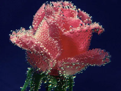 Открытки живые красивые цветы - 44 фото