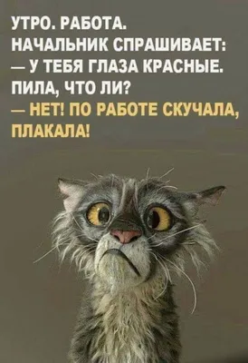 Самые смешные картинки и самые новые приколы