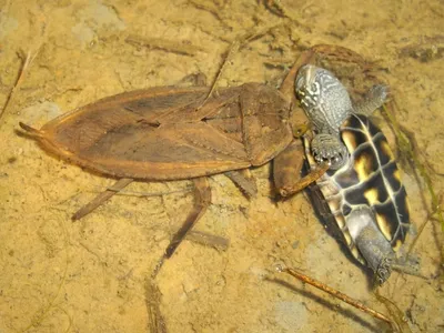 Выдающиеся жуки и клопы | Пикабу