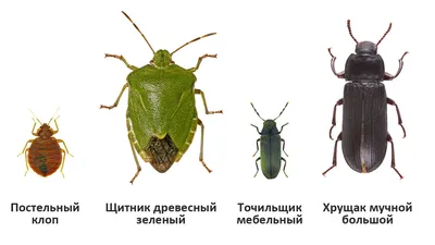 Чем жуки отличаются от клопов?