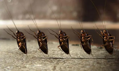 Кишинёв атакуют неизвестные насекомые – насколько они опасны для человека