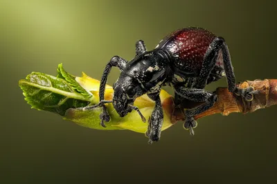 Чем полезны и вредны жуки-пожарники и другие насекомые, живущие в огороде |  NEWS MEDIA