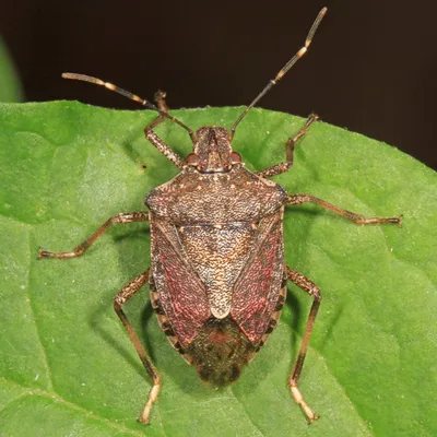 Мраморный клоп (Halyomorpha halys) - Picture Insect