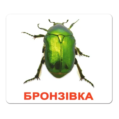 Почему в Украине исчезли майские жуки: какая причина и как это связано с  людьми