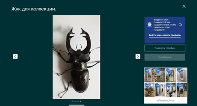 Объемный cлайдер для ногтей 3D 00444 насекомые купить в Харькове, Украине |  Idea-Nails