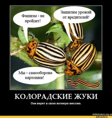 Ужасно большие: самые гигантские жуки в мире (ФОТО) - Новости bigmir)net
