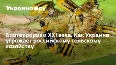 Постер Бабочки и Насекомые | Купить постер в Украине
