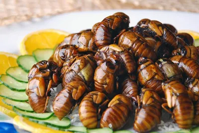 Ukrainian Entomological Society - Українське ентомологічне товариство -  Бартенев А.Ф., 2009. Жуки-усачи Левобережной Украины и Крыма  https://www.dropbox.com/s/zkfh0pdiye17q5t/%D0%91%D0%B0%D1%80%D1%82%D0%B5%D0%BD%D0%B5%D0%B2%20%D0%90.%D0%A4.%2C%202009_%  ...