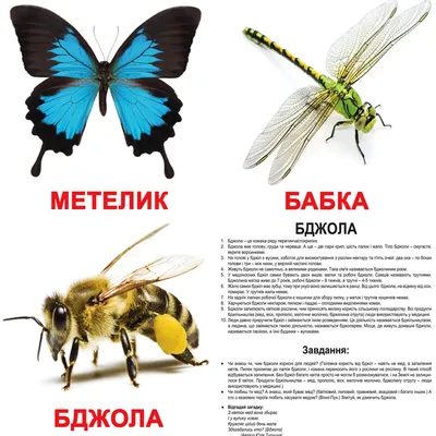 Ламинированные карточки Домана \"Насекомые\" на укр. Вундеркинд с пеленок -  Карточки Домана