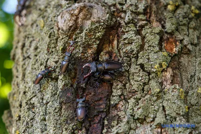 Coleoptera of Ukraine (Жуки Украины) 2024 | ВКонтакте