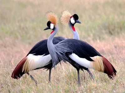 Журавль серый (Grus grus, Grus communis)