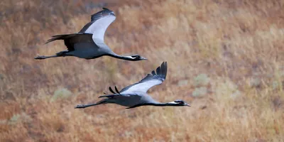 Серый журавль – Grus grus (Linnaeus, 1758) « Красная книга Томской области  | ОГБУ \"Облкомприрода\"