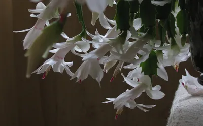 Зигокактус: фото, виды и уход за кактусом в домашних условиях | Plantas  resistentes, Flor de cacto, Flores internas