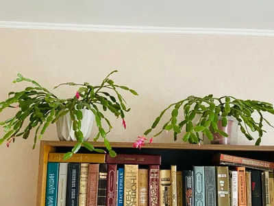 3d-модель растения Зигокактус – купить в интернет-магазине HobbyPortal.ru с  доставкой