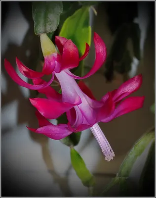 КАТАЛОГ — schlumbergera (zygocactus) и easter cactus