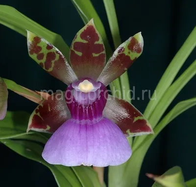 Зигопеталум (Zygopetalum Rhein Harlekin 'Select') Каталог орхидей -  фаленопсисов, каттлей, ванд, дендробиумов со всего мира от интернет  магазина Ангелок