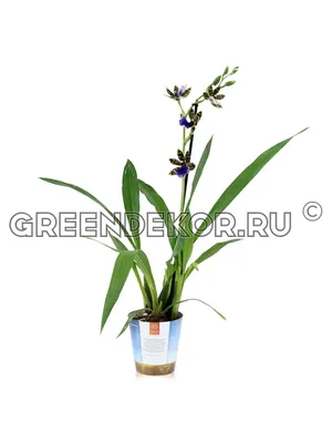 Орхидея Zygopetalum Trozy Blue (отцвел)