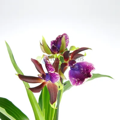 Зигопеталум (Zygopetalum) z-06 Каталог орхидей - фаленопсисов, каттлей,  ванд, дендробиумов со всего мира от интернет магазина Ангелок