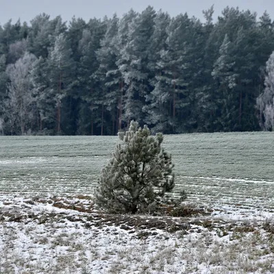 Фоновые картинки зимы без снега: создание уникальной атмосферы
