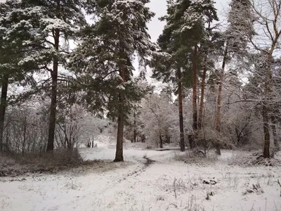Фото зимних пейзажей без снега: прикосновение к уникальной красоте