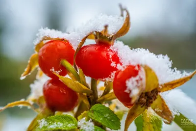зима :: снежное настроение :: Природа (красивые фото природы: моря, озера,  леса) / смешные картинки и другие приколы: комиксы, гиф анимация, видео,  лучший интеллектуальный юмор.