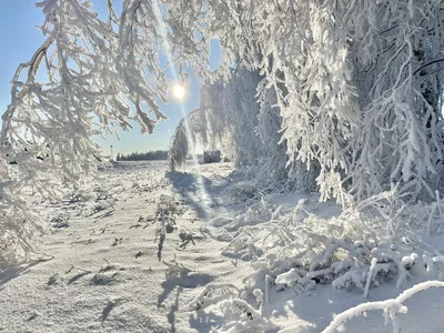 Сказочная зима». Фотоотчет (10 фото). Воспитателям детских садов, школьным  учителям и педагогам - Маам.ру