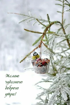 Зима-зима-зимагия