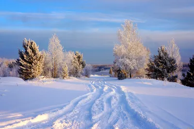 Обои Природа Зима, обои для рабочего стола, фотографии природа, зима,  деревья, снег Обои для рабочего стола, скачать обои картинки заставки на  рабочий стол.