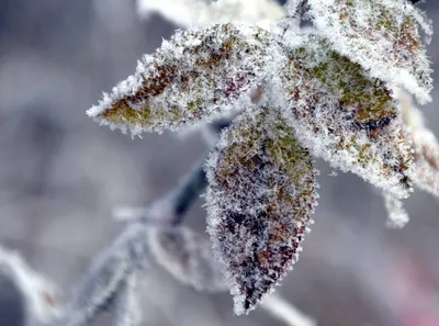 Бесплатное изображение: Зима, природа, лист, Мороз, дерево, филиал, снег