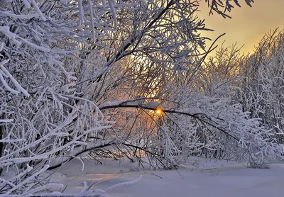 Фотообои Природа зима на стену. Купить фотообои Природа зима в  интернет-магазине WallArt
