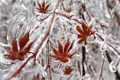 Фото просторы Сибири Зима Природа Времена года