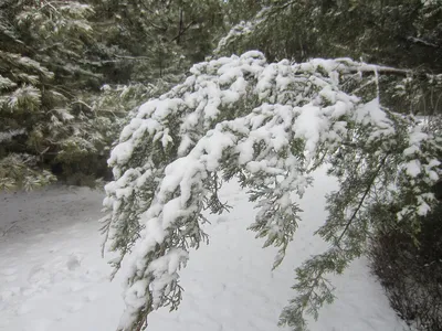 Зима природа снег горы» — создано в Шедевруме