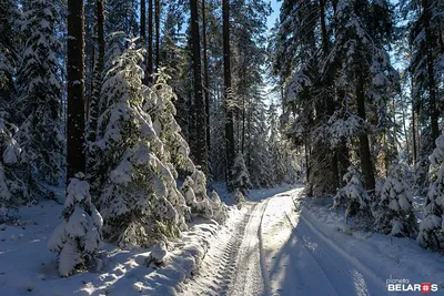 Let it snow: самые снежные страны | MARIECLAIRE