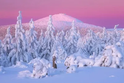 Зима в лесу , профессиональное фото…» — создано в Шедевруме